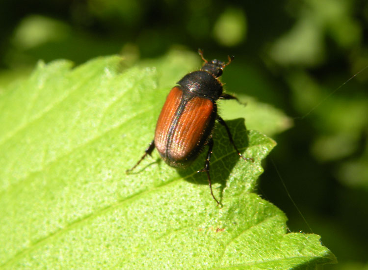 Phyllopertha horticola o Anthypna abdominalis?